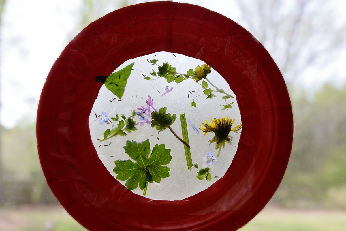 Nature Suncatcher Craft Sarah Halstead